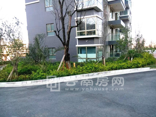 龍?jiān)肥⒕靶^(qū)綠化實(shí)景圖 龍?jiān)肥⒕靶^(qū)綠化實(shí)景圖