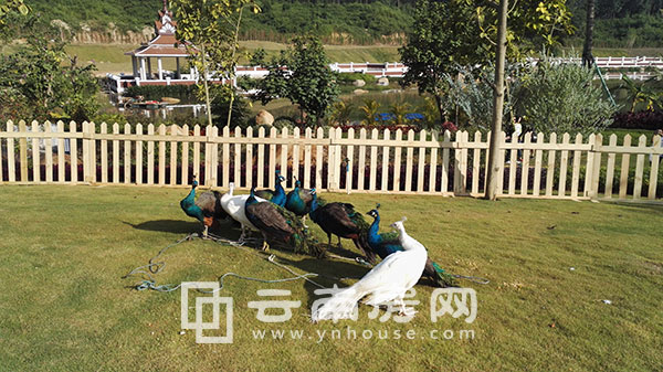 雅居樂西雙林語開盤現(xiàn)場的特別嘉賓——孔雀 雅居樂西雙林語開盤現(xiàn)場的特別嘉賓——孔雀