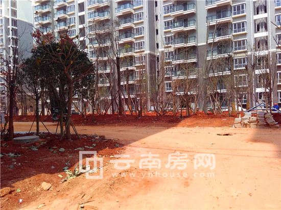 華都B區悅翠綠化施工 華都B區悅翠綠化施工