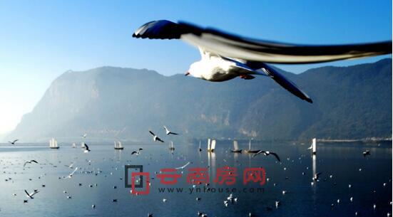 滇池片區強勢崛起 滇池片區強勢崛起