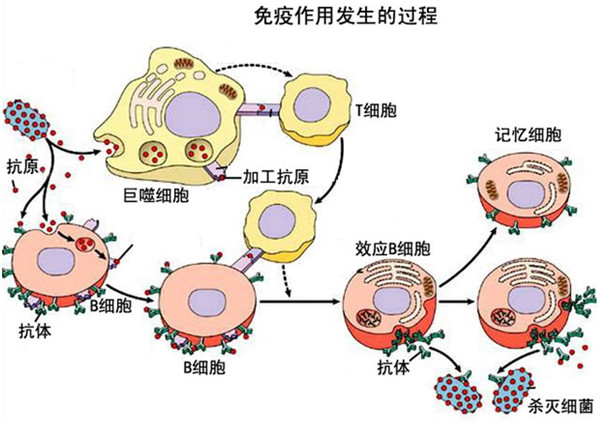 病毒與人類的戰(zhàn)爭 病毒與人類的戰(zhàn)爭