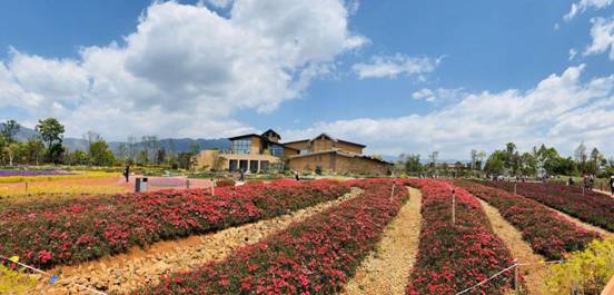 撫海灣網(wǎng)紅花海 撫海灣網(wǎng)紅花海