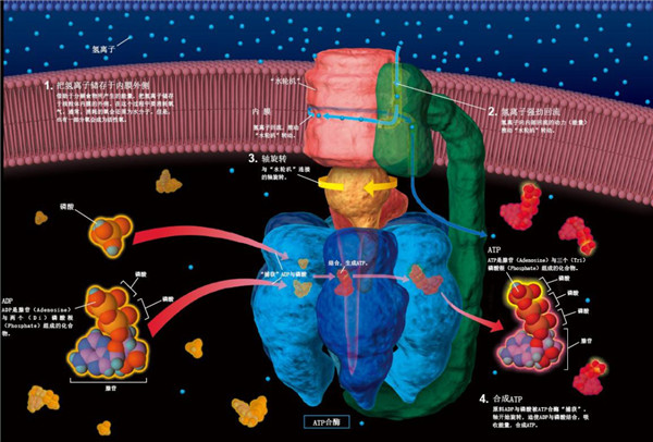 減肥人士的福音:科學家發現超強“燃脂”分子,無需運動隨便吃,不胖 減肥人士的福音:科學家發現超強“燃脂”分子,無需運動隨便吃,不胖