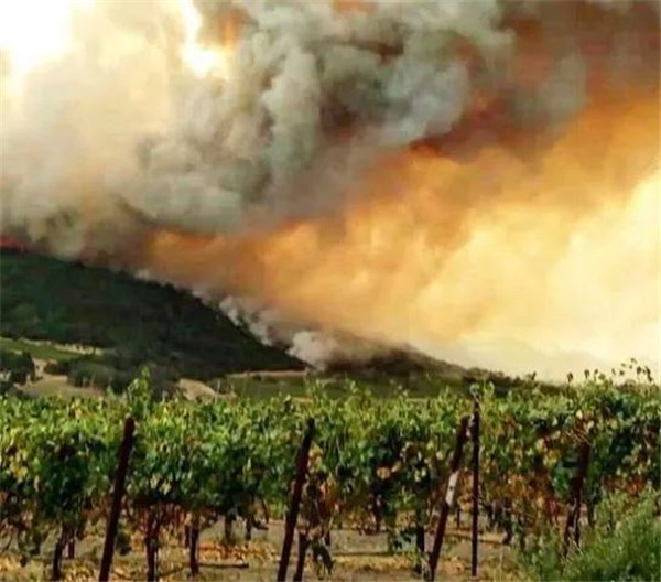 那張 Windows XP 默認壁紙,直到今天都還有新故事發生 那張 Windows XP 默認壁紙,直到今天都還有新故事發生