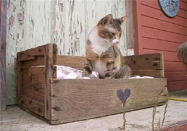 廢木頭竟能這樣改造?看到貓窩和吊床我想去撿木頭了 廢木頭竟能這樣改造?看到貓窩和吊床我想去撿木頭了