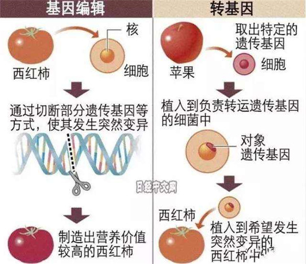 基因編輯食品,能否端上我們的餐桌? 基因編輯食品,能否端上我們的餐桌?