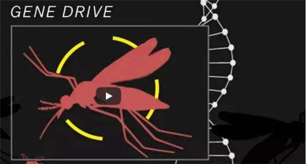 基因編輯食品,能否端上我們的餐桌? 基因編輯食品,能否端上我們的餐桌?