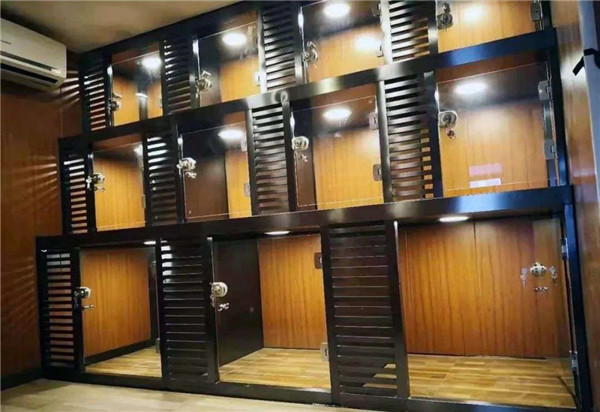 別人家的貓,在500一天的貓公寓過年 別人家的貓,在500一天的貓公寓過年