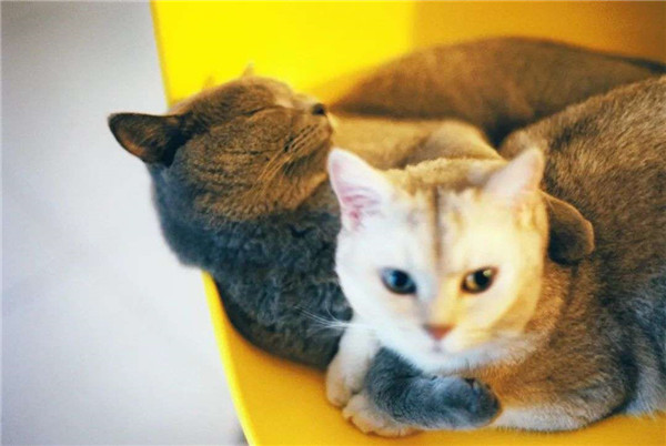 別人家的貓,在500一天的貓公寓過年 別人家的貓,在500一天的貓公寓過年