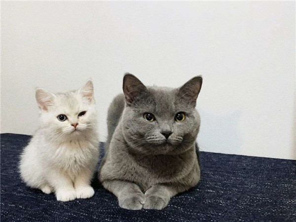 別人家的貓,在500一天的貓公寓過年 別人家的貓,在500一天的貓公寓過年