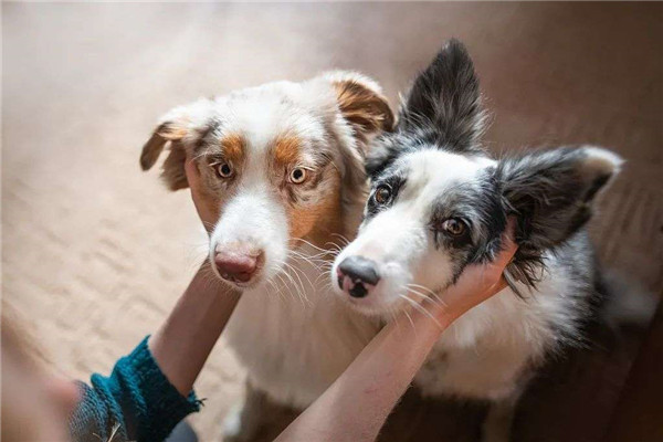 別人家的貓,在500一天的貓公寓過年 別人家的貓,在500一天的貓公寓過年