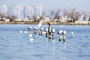生物多樣性保護凸顯昆明力量!這樣的“綠色”春城愛了呀 生物多樣性保護凸顯昆明力量!這樣的“綠色”春城愛了呀