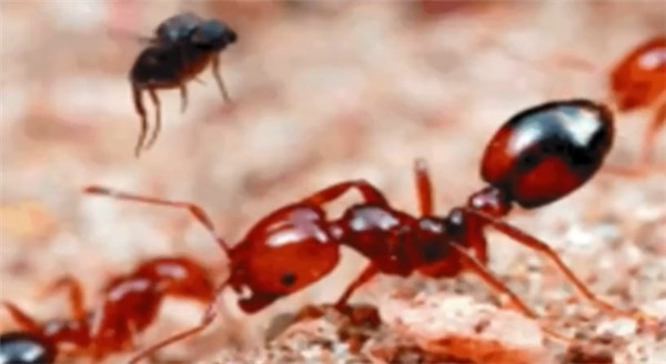 “遇紅火蟻快離開”上熱搜,昆明已處置蟻巢5000多個 “遇紅火蟻快離開”上熱搜,昆明已處置蟻巢5000多個