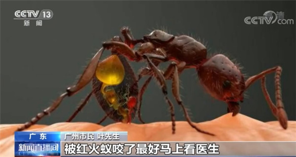 “遇紅火蟻快離開”上熱搜,昆明已處置蟻巢5000多個 “遇紅火蟻快離開”上熱搜,昆明已處置蟻巢5000多個