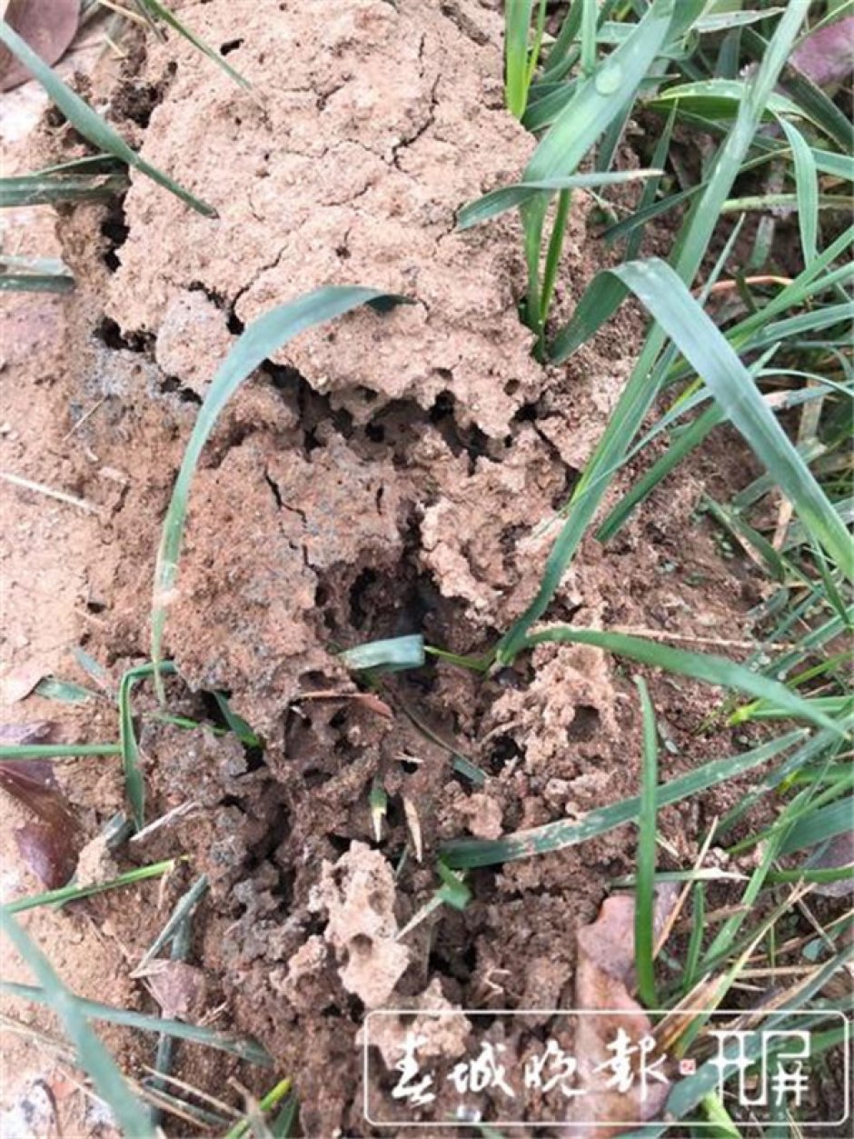 “遇紅火蟻快離開”上熱搜,昆明已處置蟻巢5000多個 “遇紅火蟻快離開”上熱搜,昆明已處置蟻巢5000多個