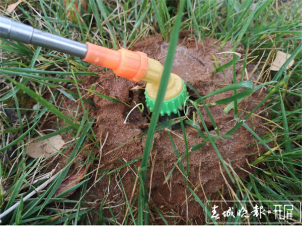 “遇紅火蟻快離開”上熱搜,昆明已處置蟻巢5000多個 “遇紅火蟻快離開”上熱搜,昆明已處置蟻巢5000多個