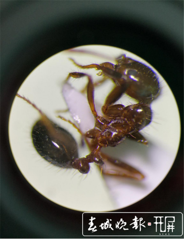 “遇紅火蟻快離開”上熱搜,昆明已處置蟻巢5000多個 “遇紅火蟻快離開”上熱搜,昆明已處置蟻巢5000多個