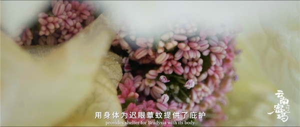 COP15云南宣傳片震撼發布!《云南密碼》為您解密云南 COP15云南宣傳片震撼發布!《云南密碼》為您解密云南