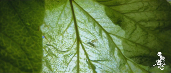 COP15云南宣傳片震撼發布!《云南密碼》為您解密云南 COP15云南宣傳片震撼發布!《云南密碼》為您解密云南