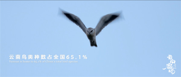 COP15云南宣傳片震撼發布!《云南密碼》為您解密云南 COP15云南宣傳片震撼發布!《云南密碼》為您解密云南