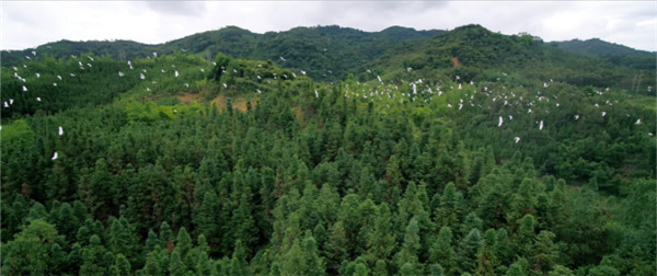 COP15云南宣傳片震撼發布!《云南密碼》為您解密云南 COP15云南宣傳片震撼發布!《云南密碼》為您解密云南