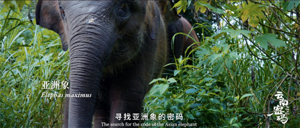 COP15云南宣傳片震撼發布!《云南密碼》為您解密云南 COP15云南宣傳片震撼發布!《云南密碼》為您解密云南