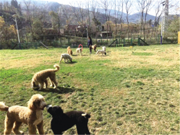 春節將至,昆明寵物托管服務預約火爆 春節將至,昆明寵物托管服務預約火爆