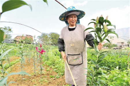 在拼多多把云南的春天“賣”向全國 在拼多多把云南的春天“賣”向全國