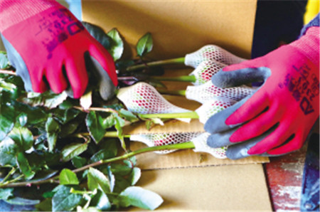 在拼多多把云南的春天“賣”向全國 在拼多多把云南的春天“賣”向全國