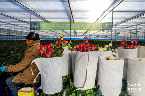 花頭大、花型好、花期長...天貓超市開售麗江玫瑰 花頭大、花型好、花期長...天貓超市開售麗江玫瑰