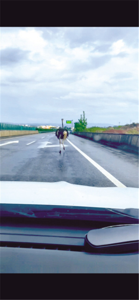 一只鴕鳥 昆石高速上奔跑 一只鴕鳥 昆石高速上奔跑