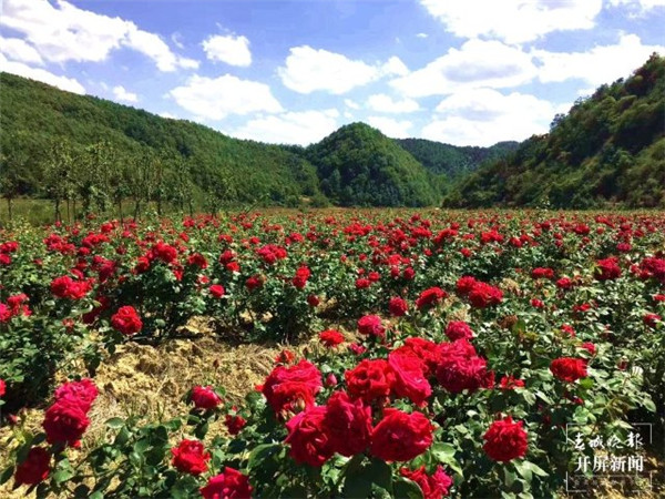 賞花、采摘、做糕餅……曲靖麒麟區近千畝玫瑰花開美不勝收 賞花、采摘、做糕餅……曲靖麒麟區近千畝玫瑰花開美不勝收