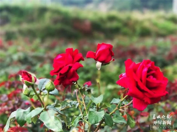 賞花、采摘、做糕餅……曲靖麒麟區近千畝玫瑰花開美不勝收 賞花、采摘、做糕餅……曲靖麒麟區近千畝玫瑰花開美不勝收