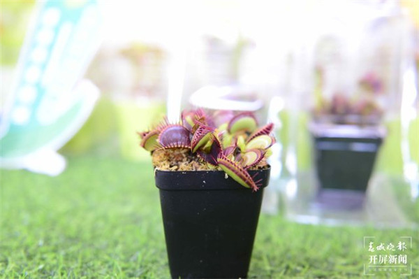 哦喲喲!菜市場里的藝術展,去昆明篆新瞧瞧吧 哦喲喲!菜市場里的藝術展,去昆明篆新瞧瞧吧