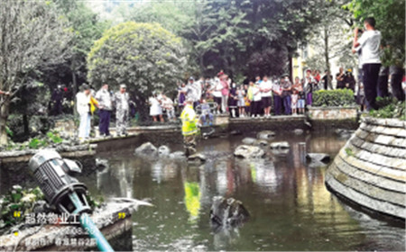 春城慧谷二期景觀池鱷雀鱔 已做無害化處理 春城慧谷二期景觀池鱷雀鱔 已做無害化處理