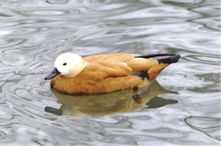 “鳥中大熊貓”青頭潛鴨 “鳥中大熊貓”青頭潛鴨