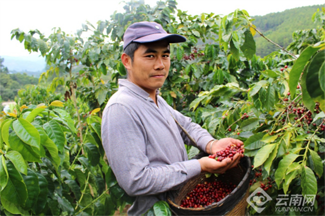 思茅區(qū)白沙坡村民小組咖農(nóng)楊明 思茅區(qū)白沙坡村民小組咖農(nóng)楊明