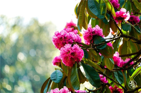 COP15第二階段會(huì)議丨云南展和“云南主題日”活動(dòng)將精彩亮相 COP15第二階段會(huì)議丨云南展和“云南主題日”活動(dòng)將精彩亮相