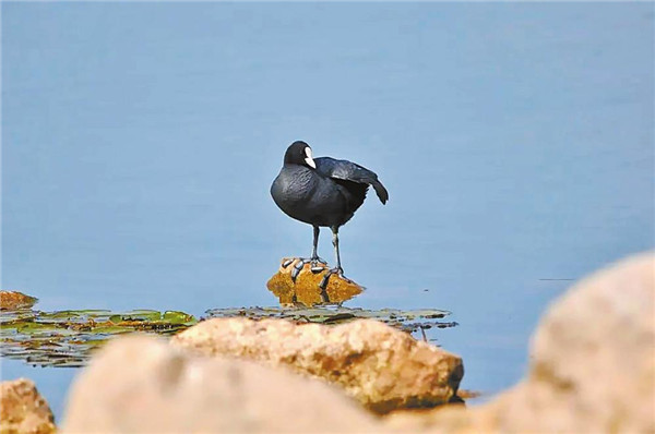 滇池濕地骨頂雞數量同比增加約86% 滇池濕地骨頂雞數量同比增加約86%