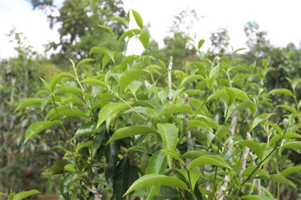 云南景谷縣區域公共品牌“景谷大白茶”正式發布 云南景谷縣區域公共品牌“景谷大白茶”正式發布