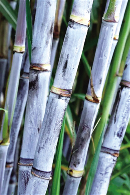 工信部等十一部門聯合發布“全國美食地圖” 工信部等十一部門聯合發布“全國美食地圖”