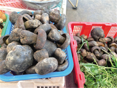 云南木水花野生菌交易中心內售賣的雞樅 云南木水花野生菌交易中心內售賣的雞樅