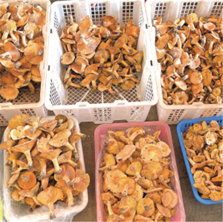 云南木水花野生菌交易中心內售賣的雞樅 云南木水花野生菌交易中心內售賣的雞樅