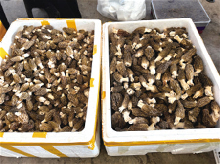 云南木水花野生菌交易中心內售賣的雞樅 云南木水花野生菌交易中心內售賣的雞樅