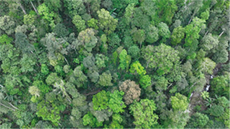 大圍山東京龍腦香林外貌圖 大圍山東京龍腦香林外貌圖