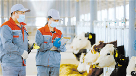 鵬欣肉牛。 資料圖 鵬欣肉牛。 資料圖