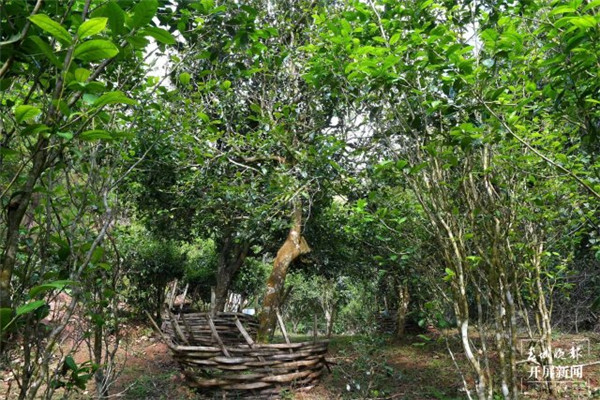普洱墨江舉行首屆景星鳳凰山古茶節 普洱墨江舉行首屆景星鳳凰山古茶節