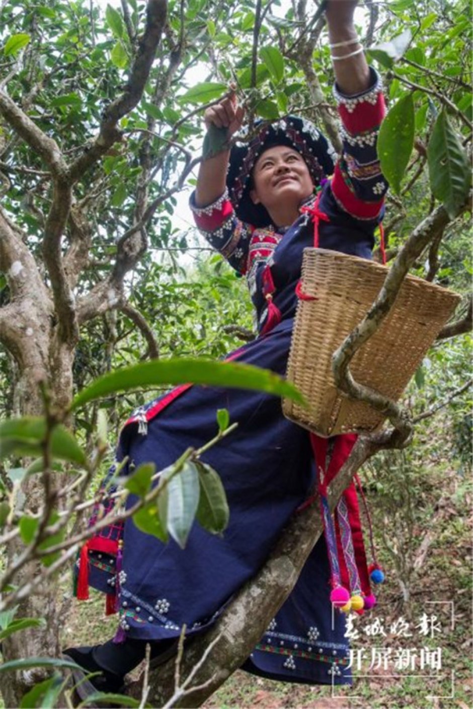 普洱墨江舉行首屆景星鳳凰山古茶節 普洱墨江舉行首屆景星鳳凰山古茶節