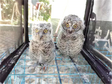 部分獲救助野生動物 昆明森警 供圖 部分獲救助野生動物 昆明森警 供圖