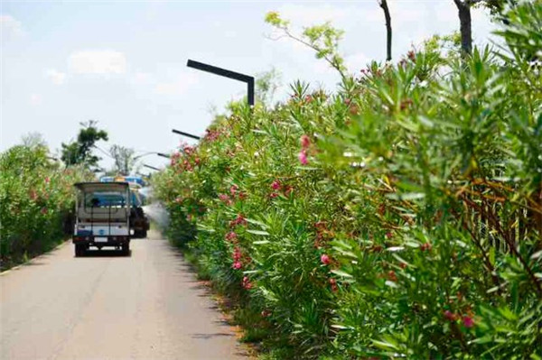 漫步花間,昆明這里又成打卡點 漫步花間,昆明這里又成打卡點